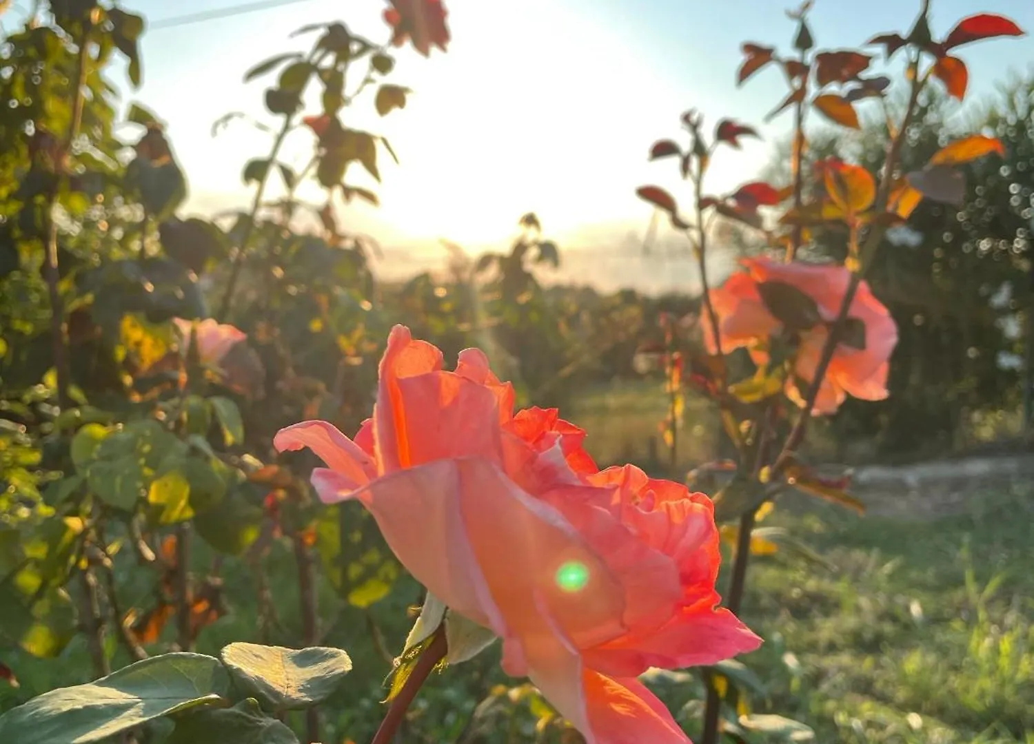 Carefree Dreams : Cottage In Flogita Chalkidiki Semesterbostad
